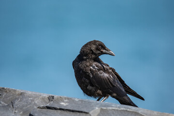 The American crow (Corvus brachyrhynchos) is a large passerine bird species of the family Corvidae. Shotgun Cove Trailhead, Whittier, Alaska 
