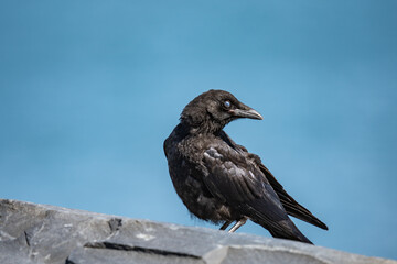 Fototapeta premium The American crow (Corvus brachyrhynchos) is a large passerine bird species of the family Corvidae. Shotgun Cove Trailhead, Whittier, Alaska 