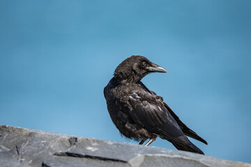 Fototapeta premium The American crow (Corvus brachyrhynchos) is a large passerine bird species of the family Corvidae. Shotgun Cove Trailhead, Whittier, Alaska 