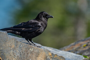 The American crow (Corvus brachyrhynchos) is a large passerine bird species of the family Corvidae. Shotgun Cove Trailhead, Whittier, Alaska 
