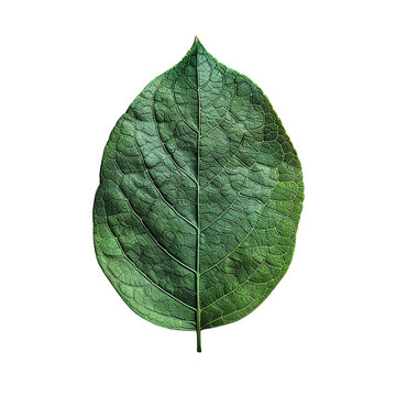 Close-up of a detailed green leaf with visible veins and texture, isolated on a white background.