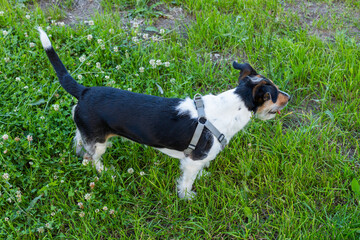 Curious Jack Russell Terrier dog Standing in a Vibrant Green Meadow on a Sunny Day. Playful dog at morning walking