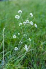Braun butterfly with closed wings on a white flower. High quality photo.. Selective focus