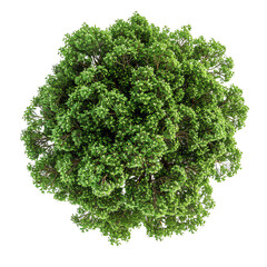 Obraz premium Top view of a lush green tree, showcasing dense foliage against a transparent background, ideal for nature and environmental themes.