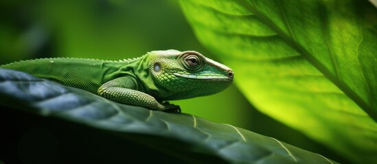 Green Lizard on a Leaf in Lush Greenery