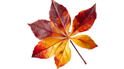 Virginia creeper leaf,five leaved ivy leaf isolated on a white background.Parthenocissus quinquefolia,Yellow,red and orange leaf.Top view,copy space, overhead,above,flat lay.Colorful leaf isolated -
