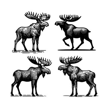 vintage design moose hand drawn vector template illustration