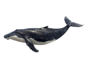 A large whale is swimming in the ocean. The whale is white and black in color. The whale is the main focus of the image