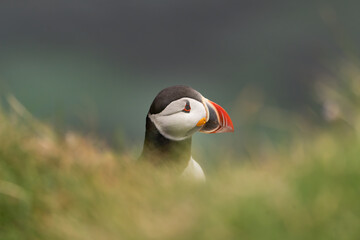Portrait of atlantic puffin, common puffin - Fratercula arctica - in green grass at dark blue...