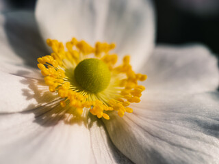 Close up of a white flower