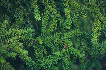 Beautiful green spruce branches in summer, coniferous background, selective focus.