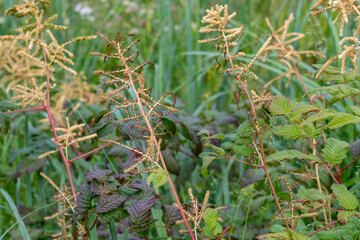 Aruncus dioicus,  goat's beard, buck's-beard or bride's feathers, is a flowering herbaceous perennial plant in the family Rosaceae, Chugach National Forest Sign, Seward Hwy, Girdwood, Alaska
