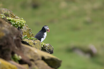 Atlantic puffin, common puffin - Fratercula arctica - on the rock with green meadow in backgroud....