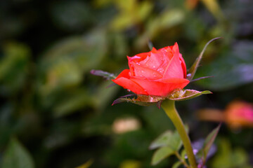 Fototapeta premium A red rose with water droplets on its petals blooms in the garden.