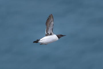 Common murre or common guillemot - Uria aalge in flight with spread wings at blue water in background. Photo from Latrabjarg sea cliff in Iceland.