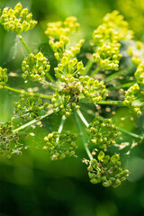 Blossoming Ivy Flowers: Delicate Green Clusters in Nature