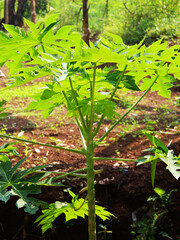 Close-up of a small papaya tree in a field on a sunny day.