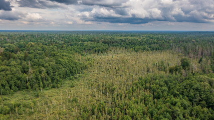 Polish part of Bialowieza Forest to east