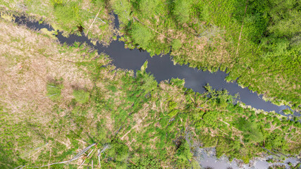 Aerial view of forest river with dead tree along