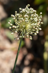 Ail faux poireau (allium ampeloprasum).