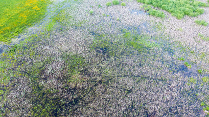 Obraz premium Springtime flooding meadow nearby Hajnowka