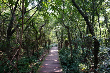 refreshing walkway in the gleaming sunlight