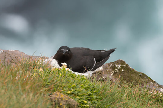 Portrait of razorbill - Alca torda - on rock with blue sea water in background. Photo from Latrabjarg sea cliff in Iceland.