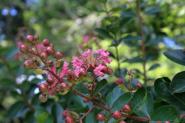 猛暑の夏に咲くサルスベリ