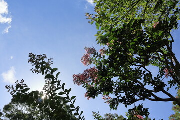 猛暑の夏に咲くサルスベリ