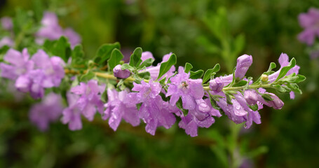 Purple sage or Ash bush (Leucophyllum frutescens) with purple or pink petals as bushes blooming on green leaf background in the garden after the rain.