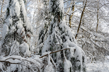 Branches of trees full of snow