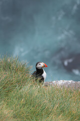 Atlantic puffin, common puffin - Fratercula arctica - on the rock at cliff blue seawater in...