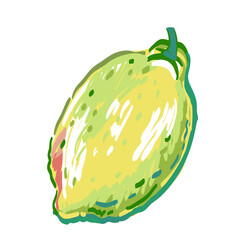 Vector hand drawn illustration of branches lemon tree with fruit, leaves and flowers. Illustrations of bright ripe citrus isolated on white background