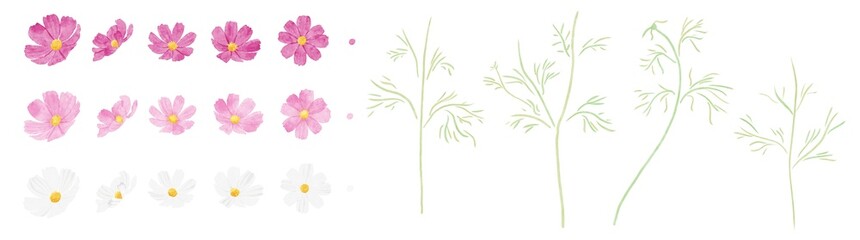 コスモス3色　花•茎ばらばらセット　水彩タッチ