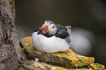 Atlantic puffin, common puffin - Fratercula arctica - on the rock at cliff at dark backgroud. Photo...