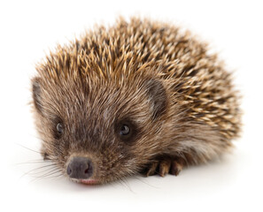 Hedgehog on white.