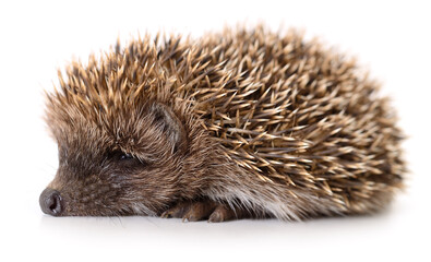 Hedgehog on white.