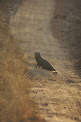 mongoose on the road