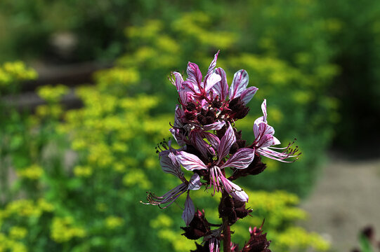 Dictamnus albus. Diptam known as burning bush or fraxinella.