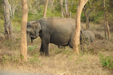 Fototapeta premium elephants in the savannah