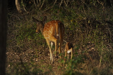 deer in the forest