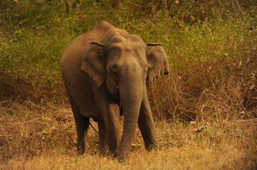 elephant in the wild