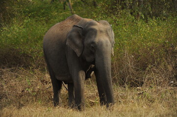 Fototapeta premium elephant in the wild