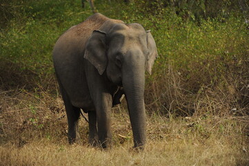 Obraz premium elephant in the wild