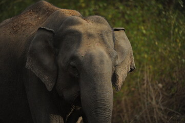Obraz premium elephant in the zoo