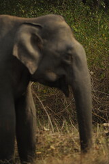 Obraz premium elephant in the forest