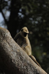 langur in a tree