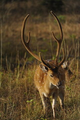 deer in the wild