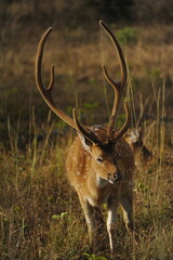 deer in the wild