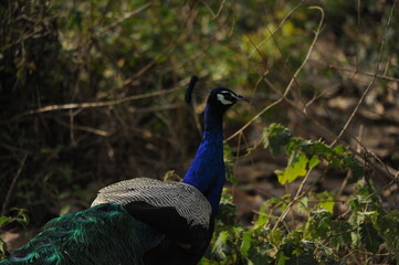 Obraz premium peacock in the park